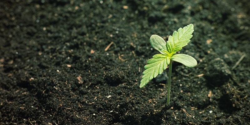 Cannabis Nutrient Availability: Mineral and organic composition of soil