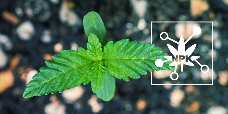 5 Key Factors Influencing Cannabis Nutrient Availability