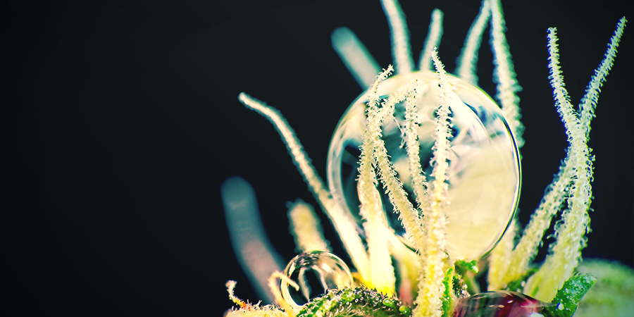 How To Treat Nitrogen Toxicity How To Treat Nitrogen Toxicity