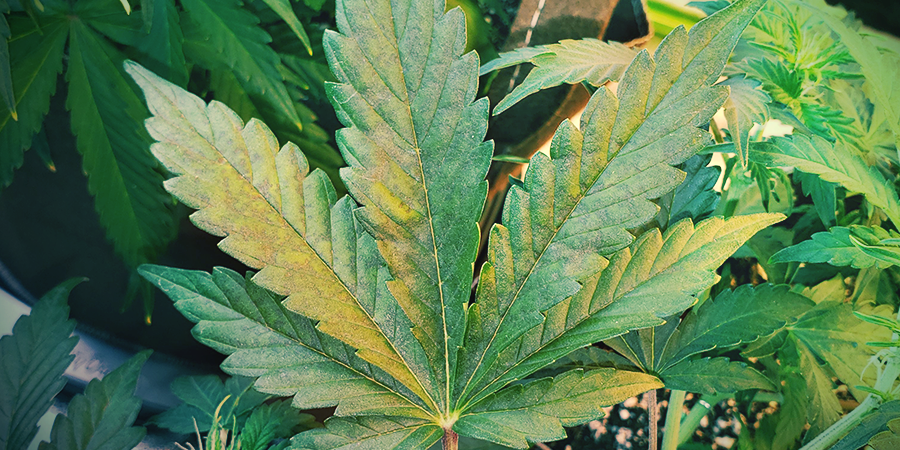 Phosphate Deficiency Phosphate Deficiency