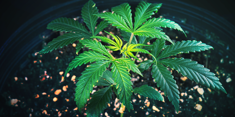 What To Do About Phosphate Deficiency? What To Do About Phosphate Deficiency?