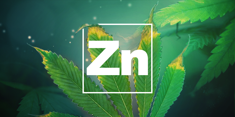 Zinc Deficiency Zinc Deficiency