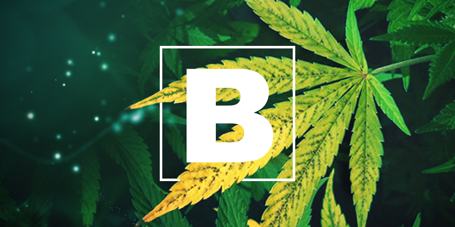 Boron Deficiency Boron Deficiency
