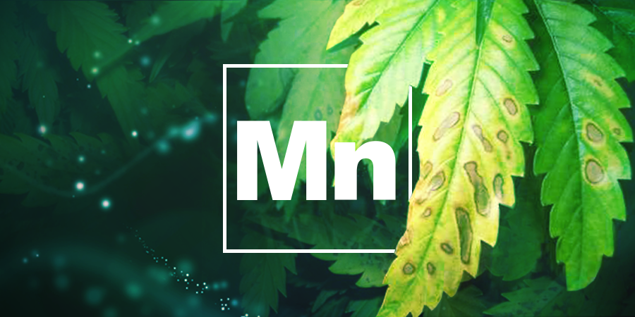 Manganese Deficiency Manganese Deficiency