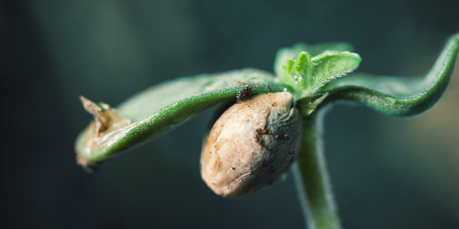 Seedlings