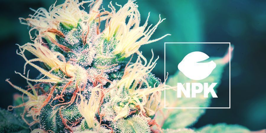 Nutrients And Growing Cannabis