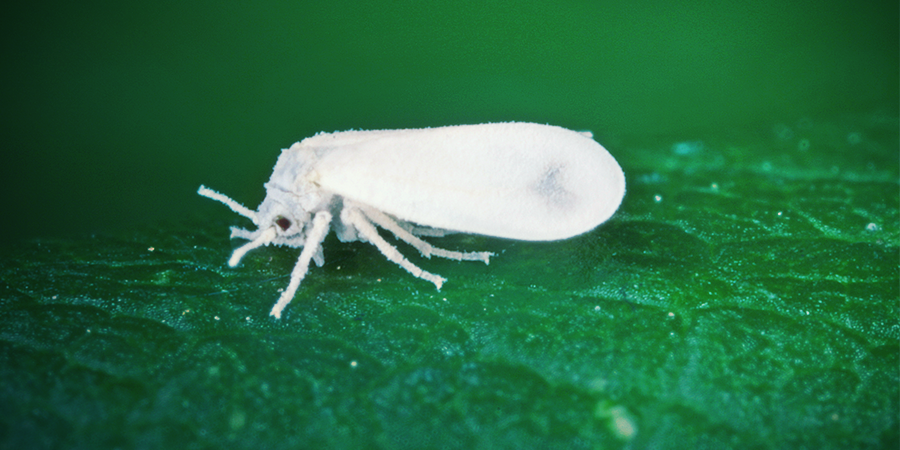 Whitefly Whitefly