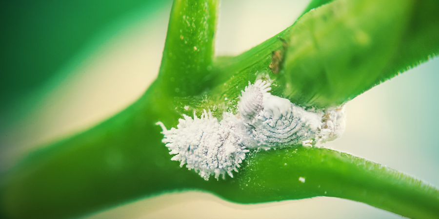 Mealybug Mealybug