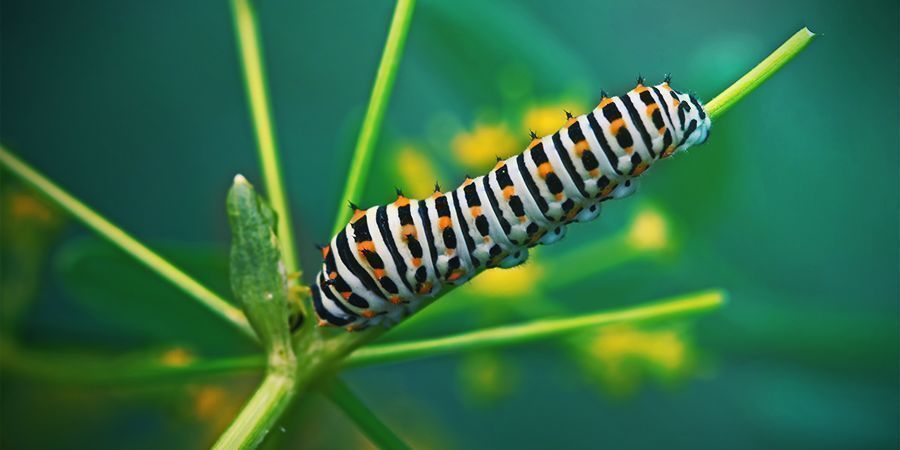 Caterpillar