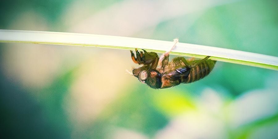 Leaf Hopper / Cicada