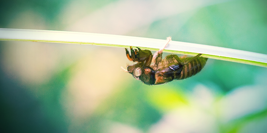 Leaf Hopper / Cicada Leaf Hopper / Cicada