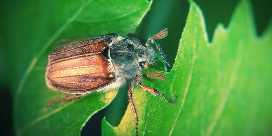 Cockchafer Cockchafer