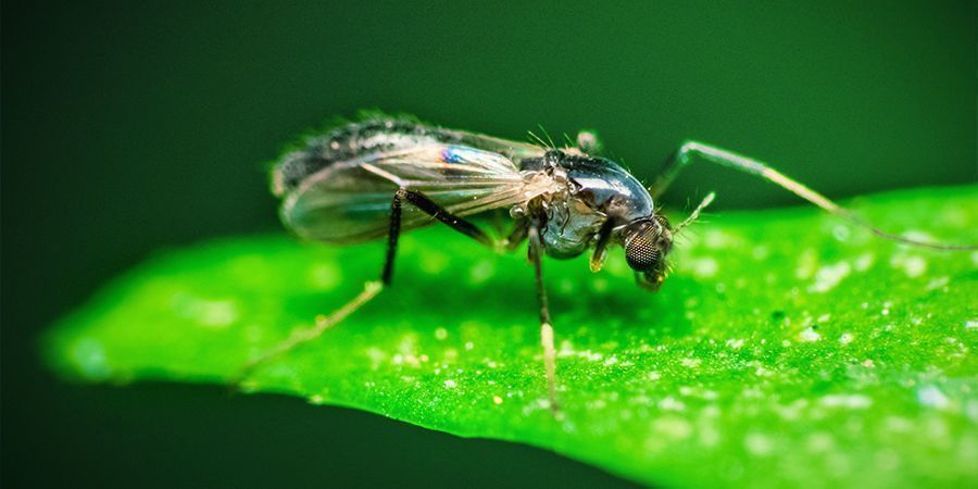 Fungus Gnat