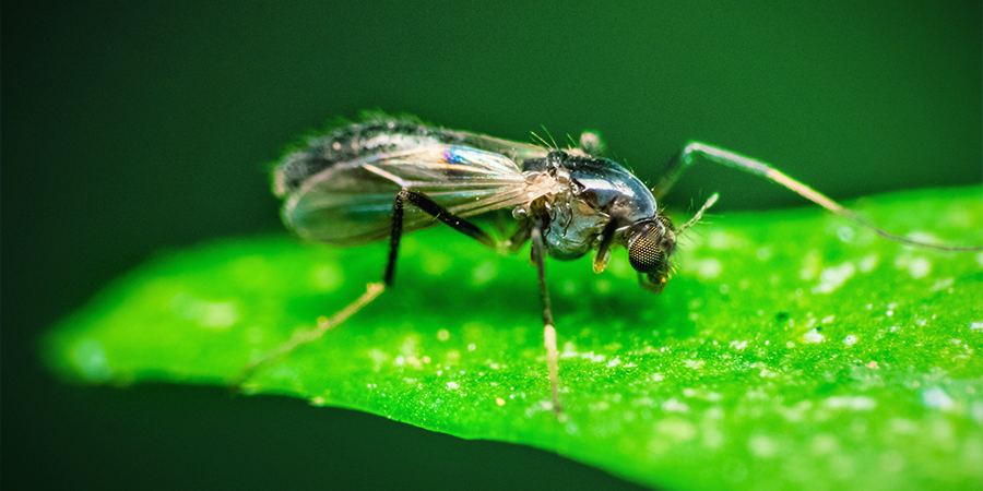 Fungus Gnat Fungus Gnat