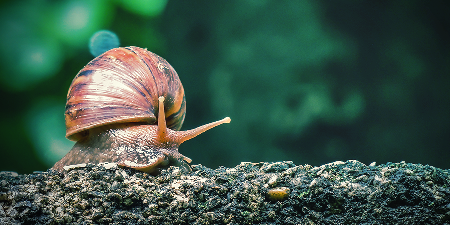 Snail & Slug Snail & Slug