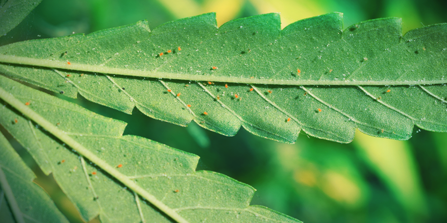 Spider Mite Spider Mite