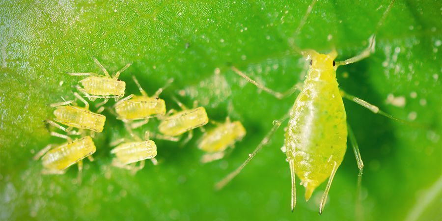 Aphid