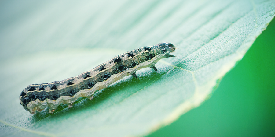 Cutworm Cutworm