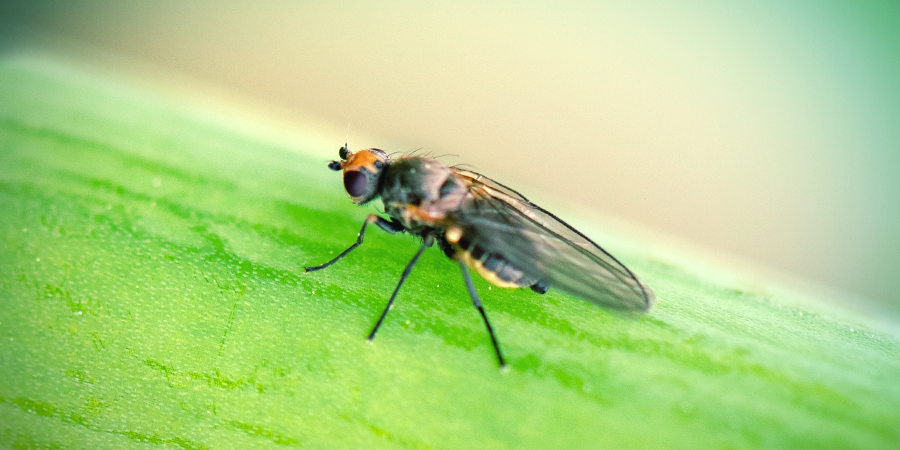 Leafminer Leafminer