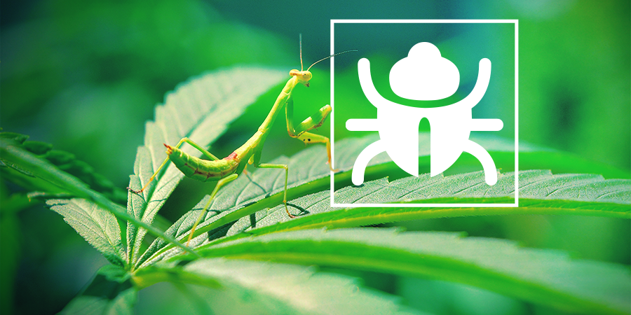 Pesky Bugs & Insects Pesky Bugs & Insects