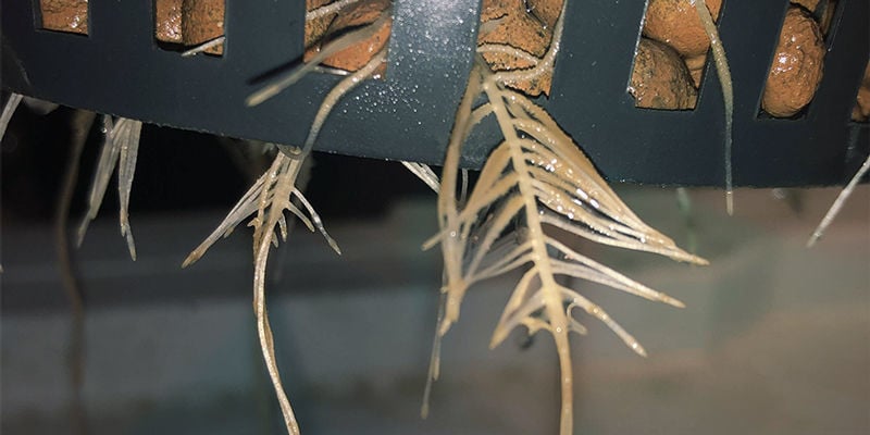 What causes root rot in cannabis plants?