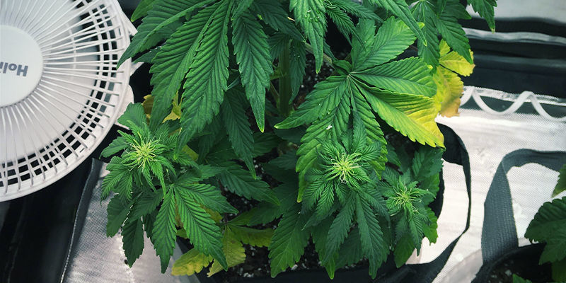 What nitrogen deficiency looks like in cannabis