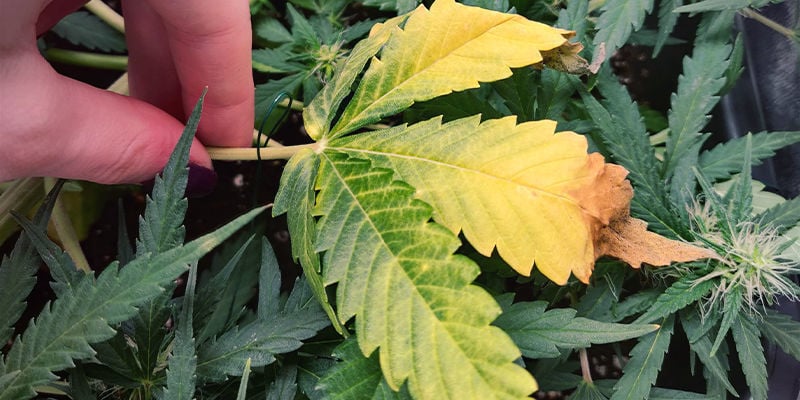 What causes nitrogen deficiency?