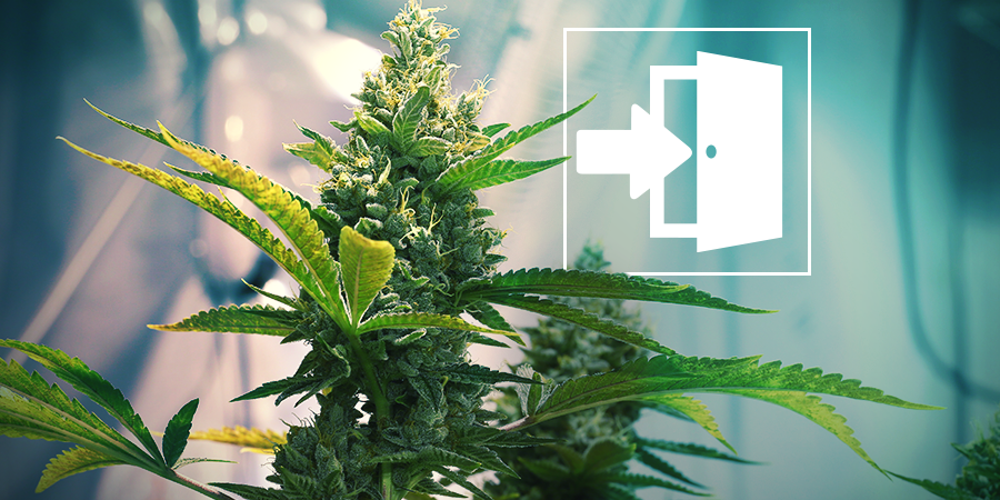 Indoor Cannabis Growing