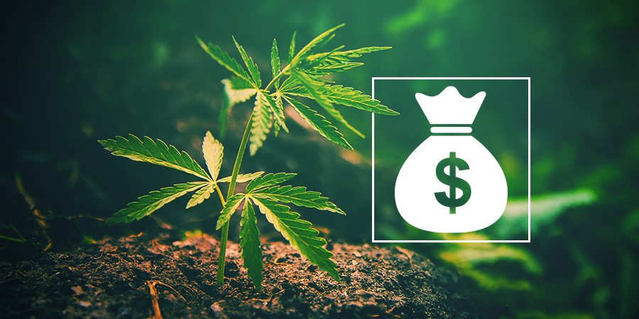 Why Grow Your Own Cannabis?