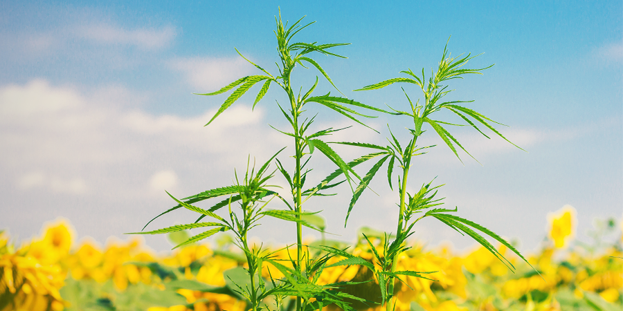What Are Companion Plants For Cannabis? What Are Companion Plants For Cannabis?