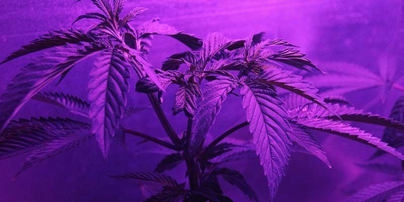 How Are Cannabis Seeds Grown?