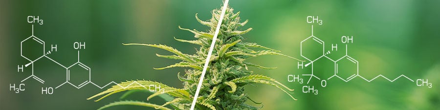THC vs CBD THC vs CBD