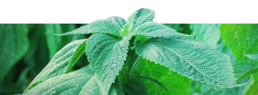 Information About Salvia Divinorum Information About Salvia Divinorum