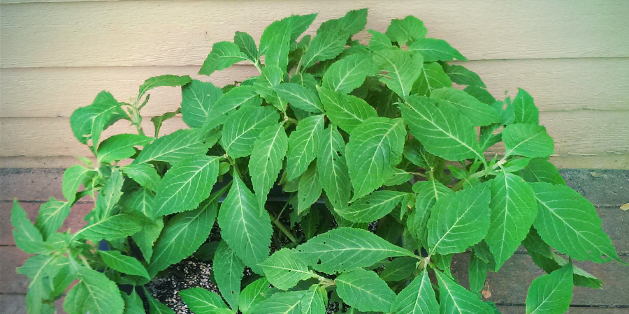 What other names is Salvia divinorum known by?