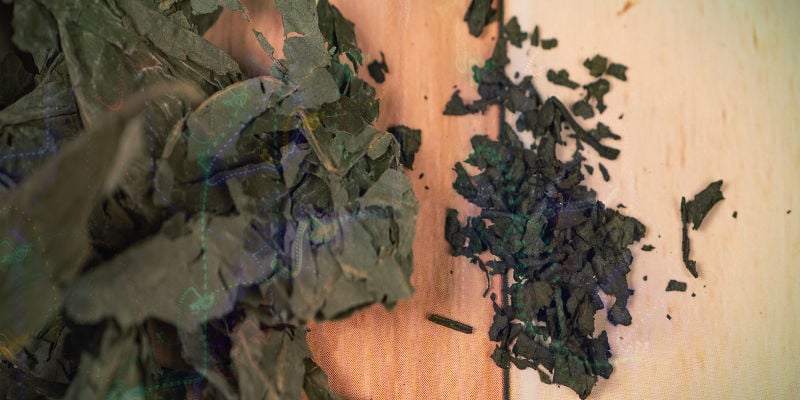 Why Is Salvia — Sometimes — Such A Terrifying Trip? Why is salvia — sometimes — such a terrifying trip?