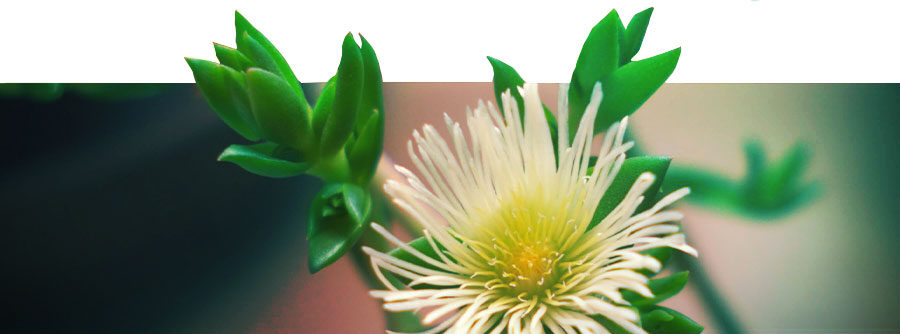 Kanna (Sceletium Tortuosum) Kanna (Sceletium Tortuosum)