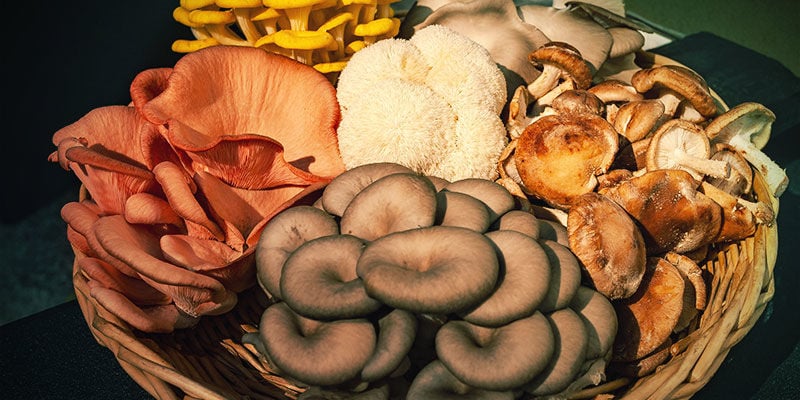 Which Mushrooms Are Commonly Used for Tinctures?
