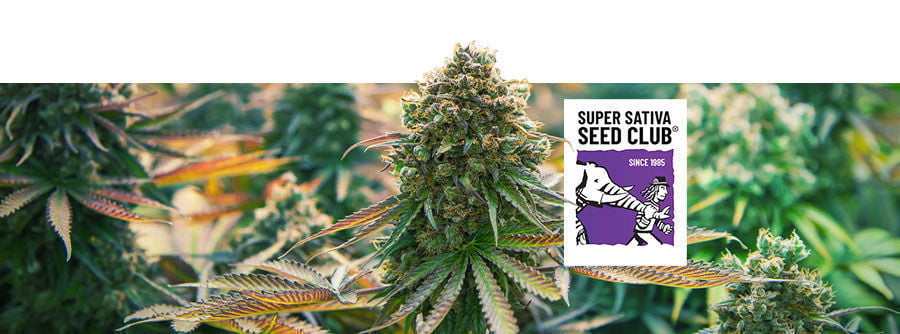 Information About Super Sativa Seed Club