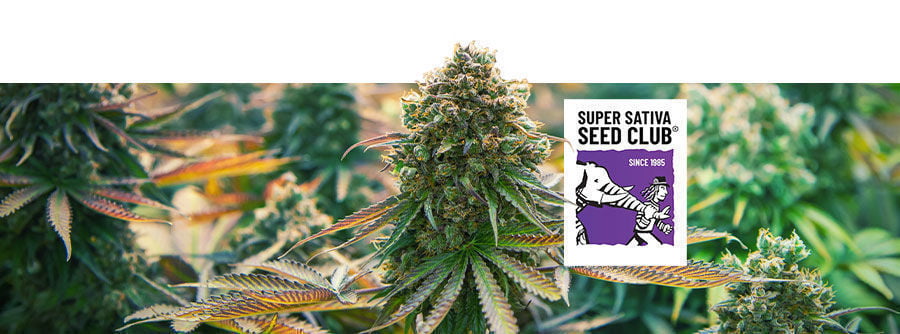Information About Super Sativa Seed Club Information About Super Sativa Seed Club