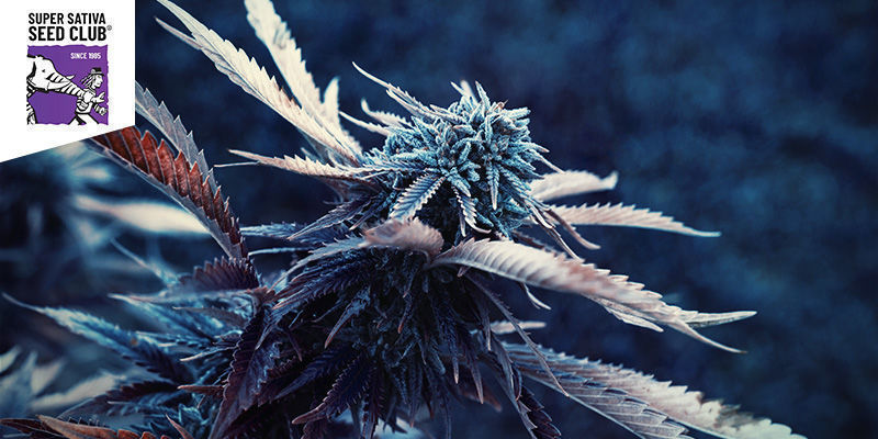 Kees’ Old School Haze (Super Sativa Seed Club)