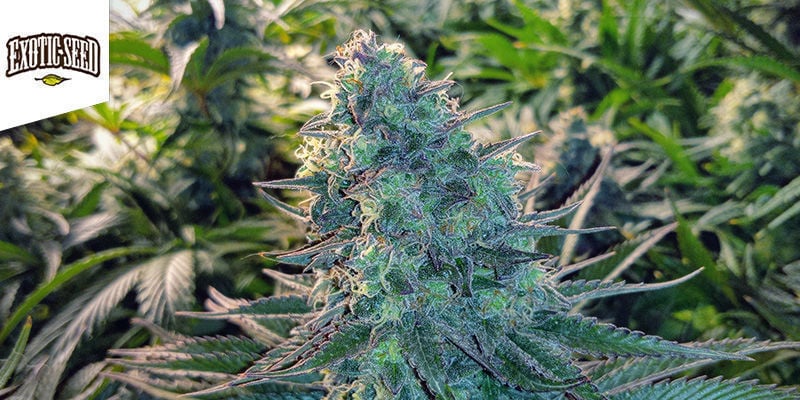 Blue Monkey - Exotic Seed Blue Monkey - Exotic Seed