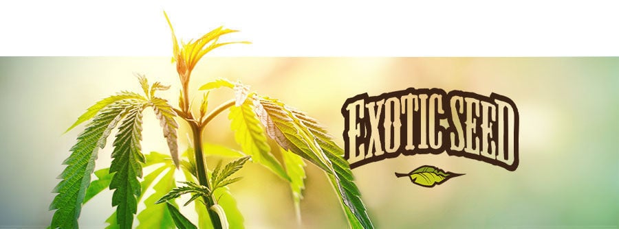 Exotic Seed - Cannabis Seeds