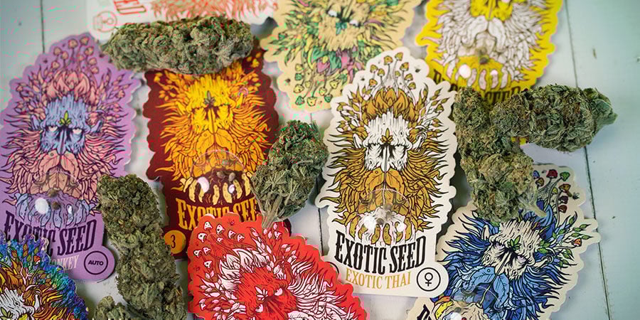 How Are Exotic Seed Cannabis Seeds Packaged? Exotic Seed Cannabis Seeds Package