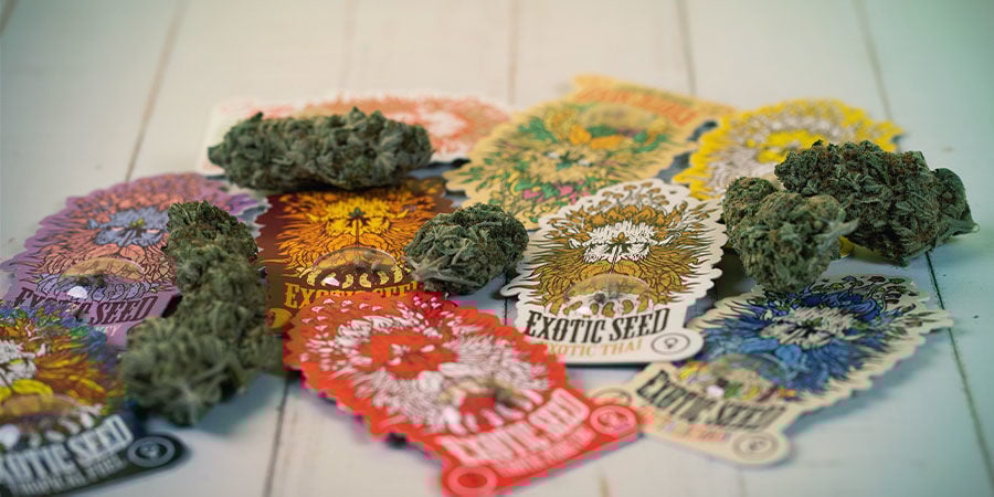 Who Are Exotic Seed? Who Are Exotic Seed?