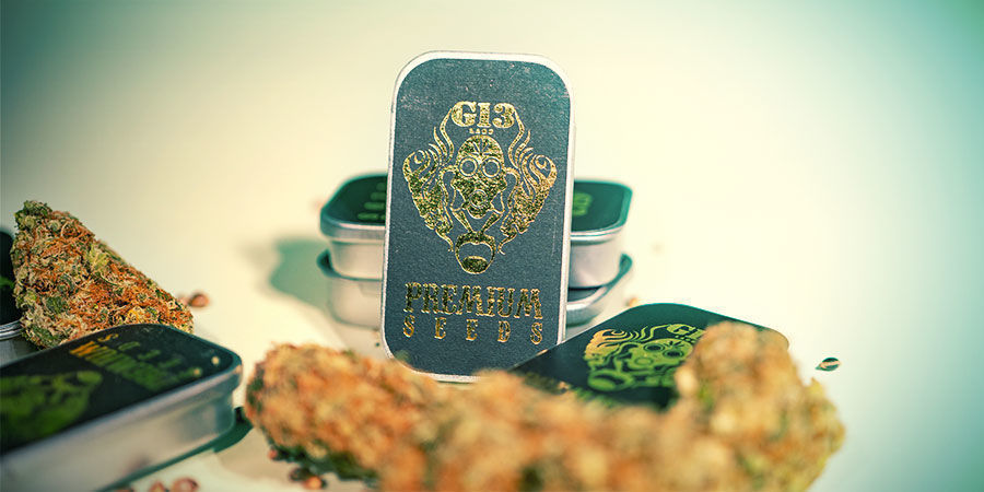 What Are The Top 3 Cannabis Strains By G13 Labs?  Top 3 Cannabis Strains By G13 Labs