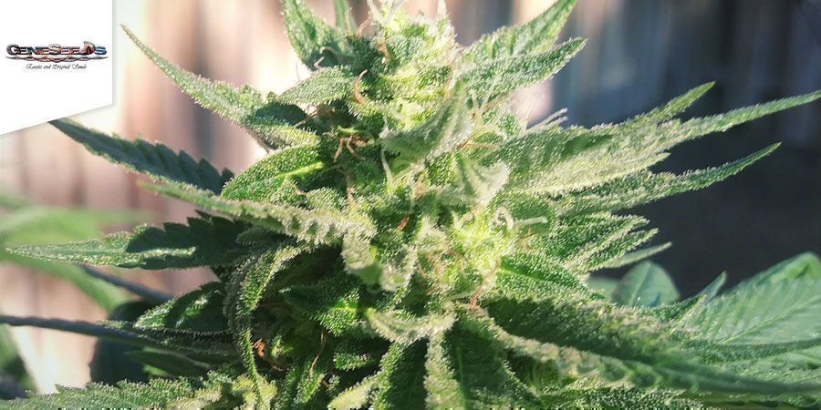 Alaskan Thunderfuck - GeneSeeds Alaskan Thunderfuck - GeneSeeds