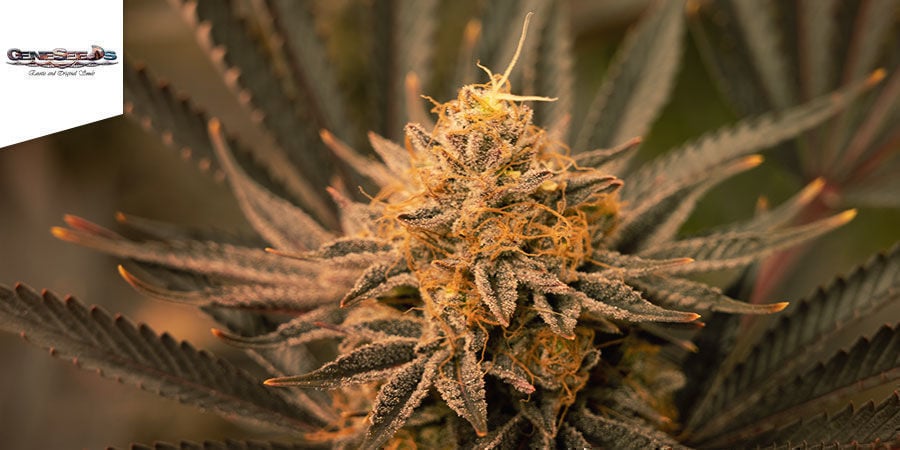 Black Lebanon - GeneSeeds Black Lebanon - GeneSeeds