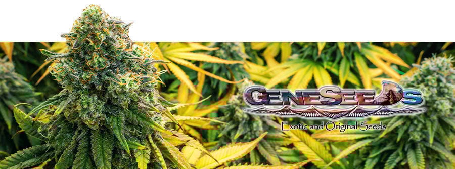 GeneSeeds GeneSeeds