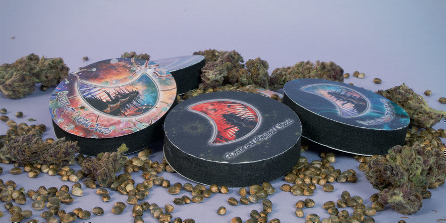 How Are GeneSeeds Cannabis Seeds Packaged? GeneSeeds Cannabis Seeds Package