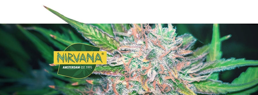 Information About Nirvana Seeds Information About Nirvana Seeds